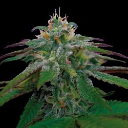 Dna Genetics X18 Pure...