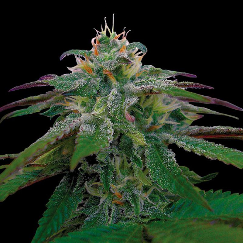 Dna Genetics X18 Pure Pakistani Reg. - Imagen 1