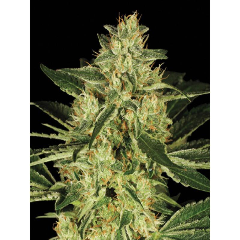 Dna Genetics Tora Bora Reg. - Imagen 1