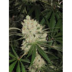 Dna Genetics Pure Afghan Reg.