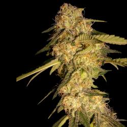 Dna Genetics Recon Reg.