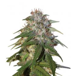 Dna Genetics Sour Cream Reg.