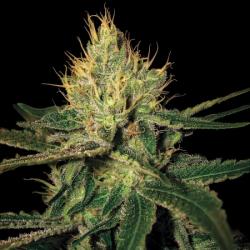 Dna Genetics La Cannalope Reg.