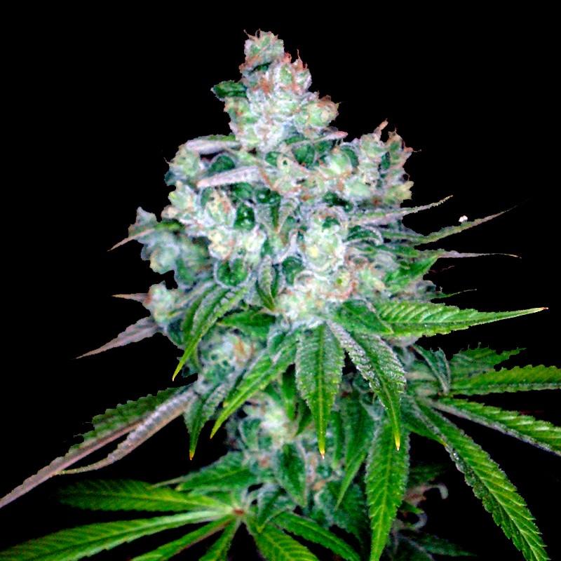 Dna Genetics Kandy Kush x Skunk Reg. - Imagen 1