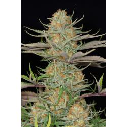 Dinafem Sweet Deep Grapefruit Fem - Imagen 1