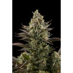 Dinafem White Widow Fem - Imagen 1