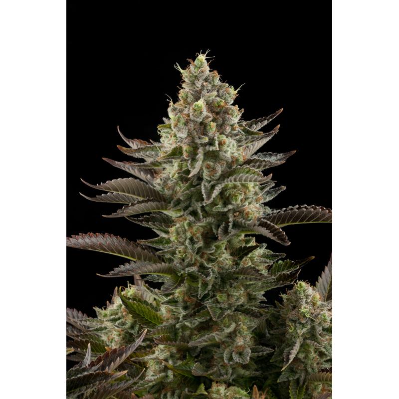 Dinafem White Widow Fem - Imagen 1