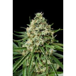 Dinafem Critical +2.0 Fem - Imagen 1