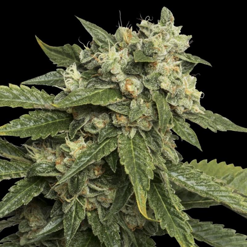 Dna Genetics Sour Kosher 6Und Fem - Imagen 1