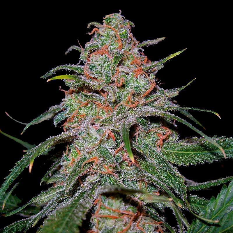 Dna Genetics Lemon Skunk Fem - Imagen 1