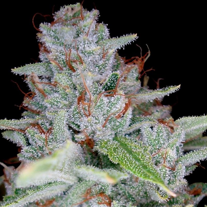 Dna Genetics Skywalker Kush Fem - Imagen 1