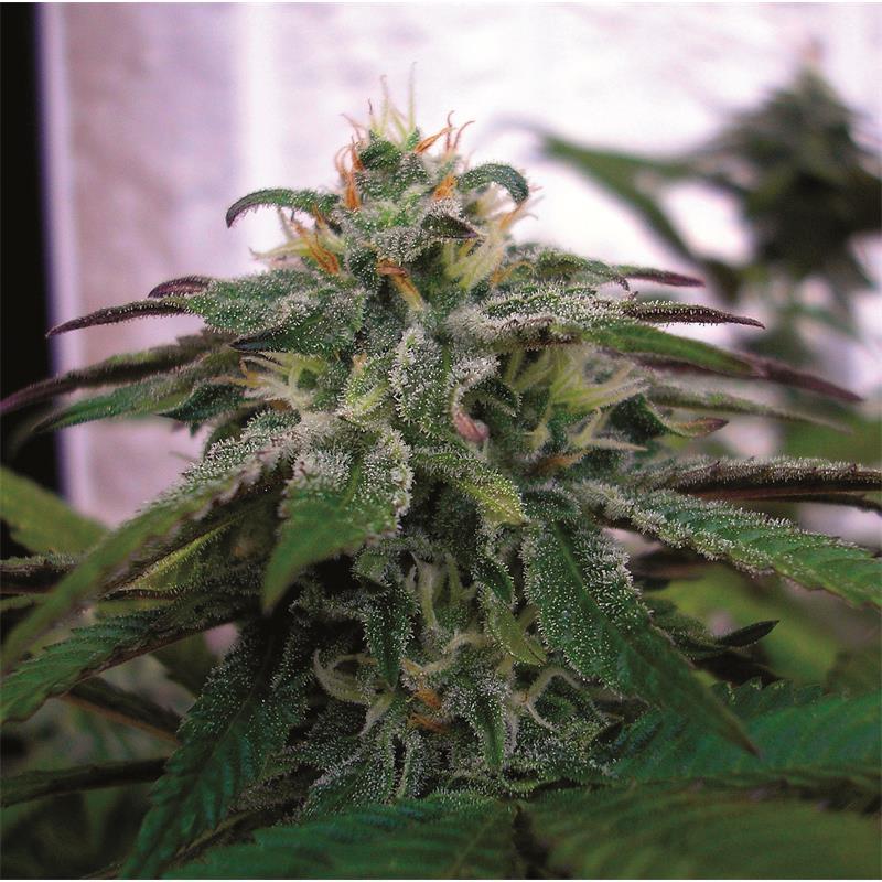 Dna Genetics X18 Pure Pakistani Fem - Imagen 1