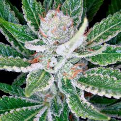 Dna Genetics Sleestack Fem.