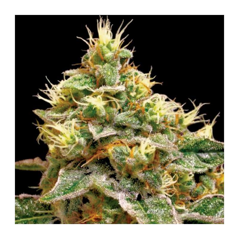 Dna Genetics Confidential Cheese Fem. - Imagen 1