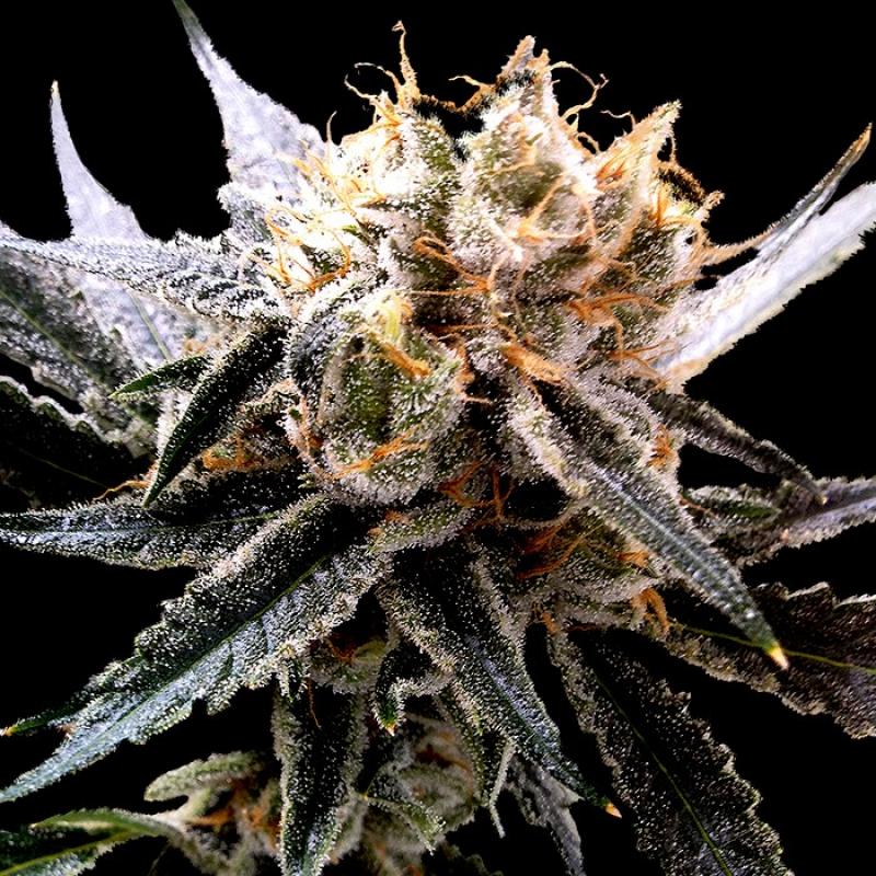 Dna Genetics Sour Tangie Fem - Imagen 1