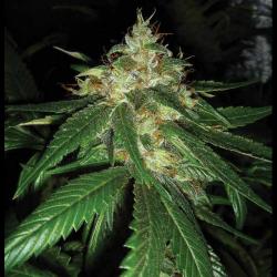 Dna Genetics Connie Chung Fem. - Imagen 1