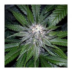 Dna Genetics OG La Affie 3Und Fem. - Imagen 1