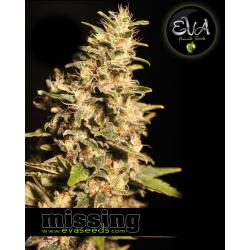 Eva Seeds Missing Fem