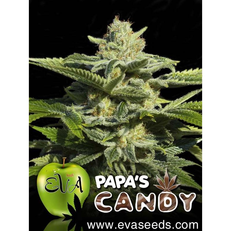 Eva Seeds Papa´S Candy Fem - Imagen 1