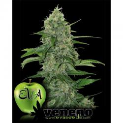 Eva Seeds Veneno Fem