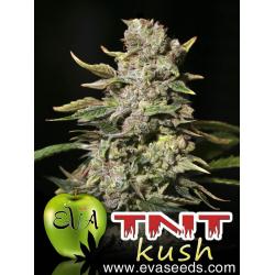 Eva Seeds Tnt Kush Fem.