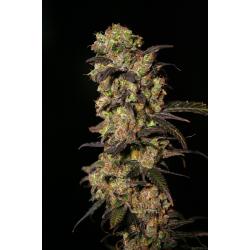Eva Seeds Pink Plant Fem.
