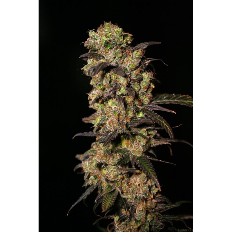 Eva Seeds Pink Plant Fem. - Imagen 1