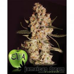 Eva Seeds Jamaican Dream Fem.
