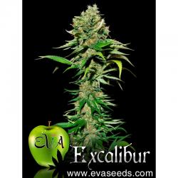 Eva Seeds Excalibur Fem.