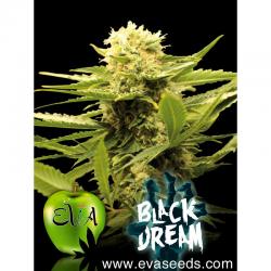 Eva Seeds Black Dream Fem.