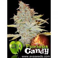 Eva Seeds Furious Candy Fem.