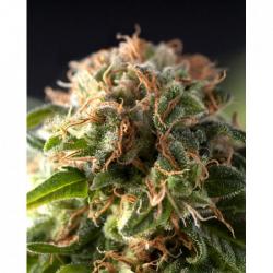 Pyramid Seeds Auto Fresh Candy