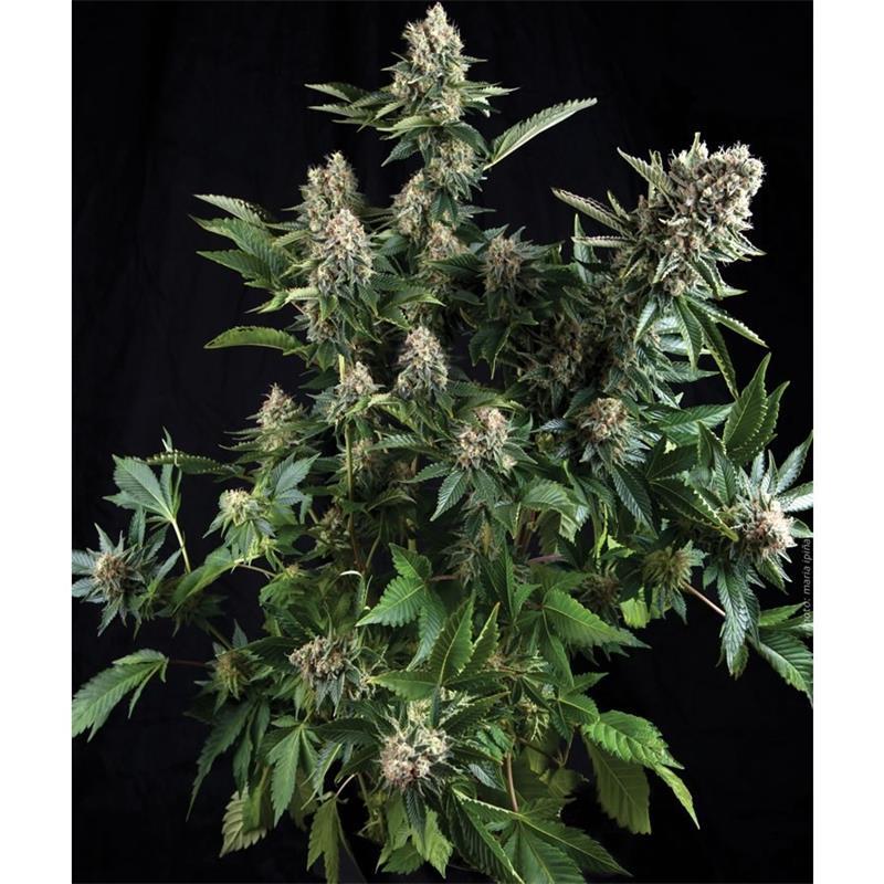 Pyramid Seeds Auto White Widow - Imagen 1