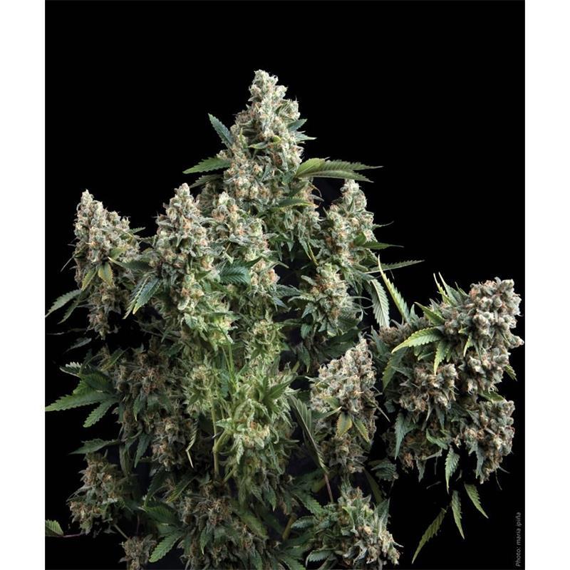 Pyramid Seeds Auto Tutankhamon - Imagen 1