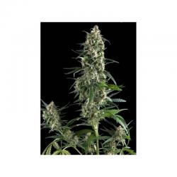 Pyramid Seeds Auto Amnesia...