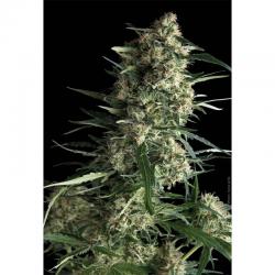 Pyramid Seeds Auto Galaxy