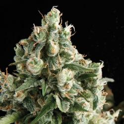 Pyramid Seeds Auto Lennon