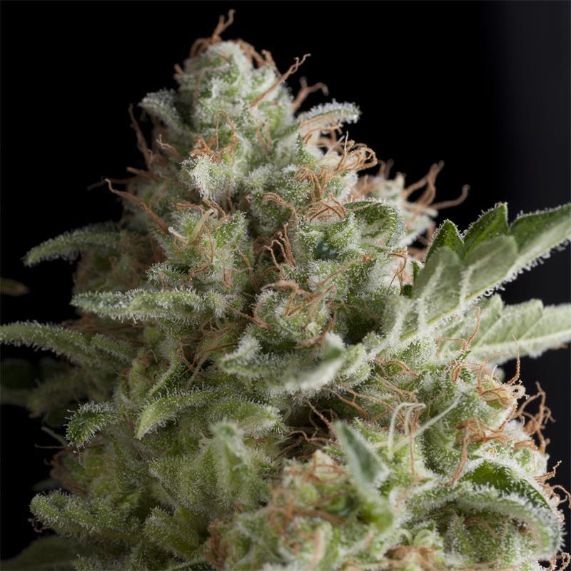 Pyramid Seeds Auto Super OG Kush - Imagen 1