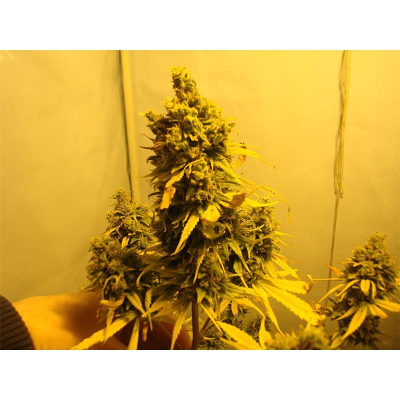 Royal Queen Amnesia Haze Auto - Imagen 1