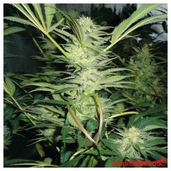 Medical Seeds White Widow