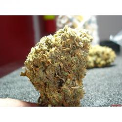 Medical Seeds Channel+