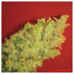 Medical Seeds Jack La Mota 2