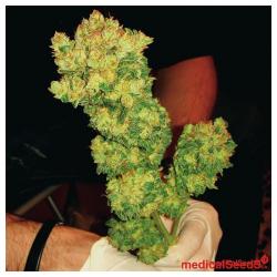 Medical Seeds Sour Diesel