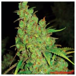Medical Seeds 1024 2
