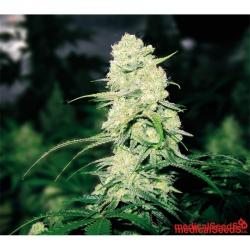 Medical Seeds Malakoff