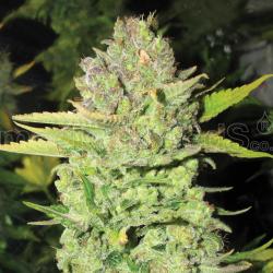 Medical Seeds Devil Fruit