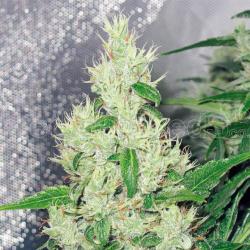 Medical Seeds Y Griega