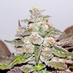 Medical Seeds Mendocino...