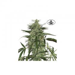 Mr. Hide Mr. Amnesia Mass Fem 2