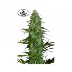 Mr. Hide Mr. Jack Mass Fem